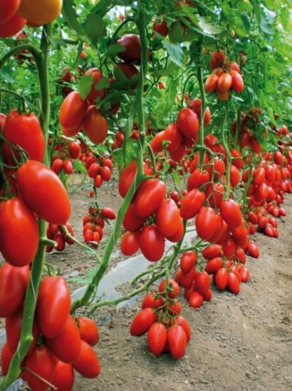 tomate san marzano 20 sementes 4401 e1496866745419