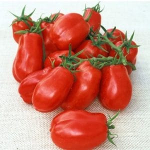 Tomate San Marzano: 20 Sementes