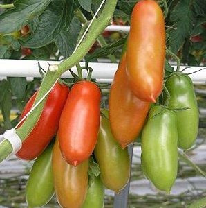 tomate san marzano 20 sementes 7475 e1496866835797