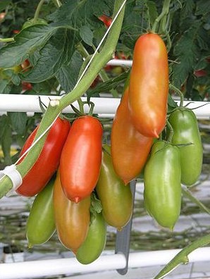 tomate san marzano 20 sementes 7475 e1496866835797