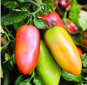 Tomate San Marzano: 20 Sementes