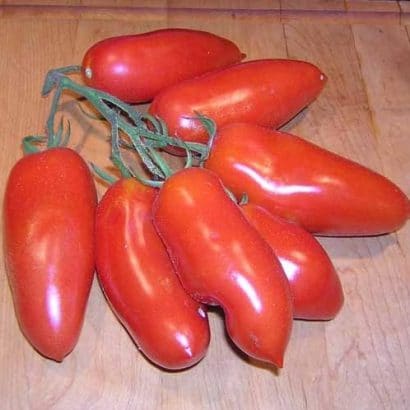 tomate san marzano 20 sementes 8497 e1496866684540