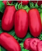 tomate san marzano 20 sementes 9168 e1496866854158