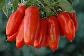 tomate san marzano 20 sementes 9661 e1496866905204