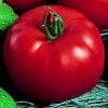 tomate siberiano
