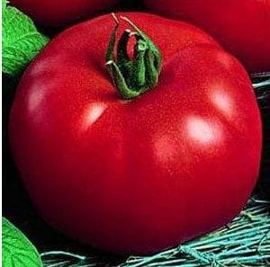 tomate siberiano 20 sementes 1836 e1496867245614