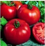 Tomate Siberiano: 20 Sementes