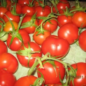 Tomate Siberiano: 20 Sementes