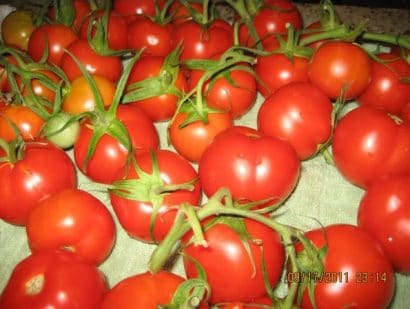 tomate siberiano 20 sementes 8650 e1496867012608