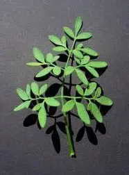 arruda 20 sementes 3099 e1496617384693