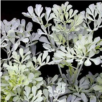 arruda 20 sementes 3587 e1496617523706