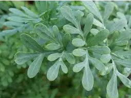 arruda 20 sementes 6406 e1496617289741