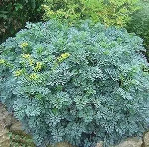 arruda 20 sementes 6791 e1496617444874