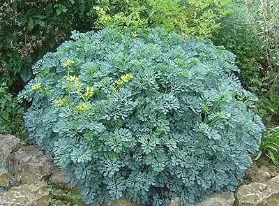 arruda 20 sementes 6791 e1496617444874