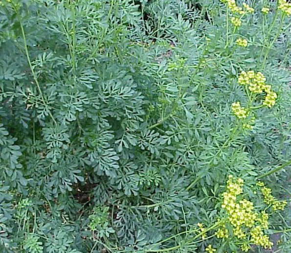 arruda 20 sementes 8913 e1496617268360