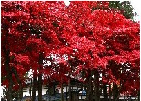 bordo japones 10 sementes 0975 e1496428053658