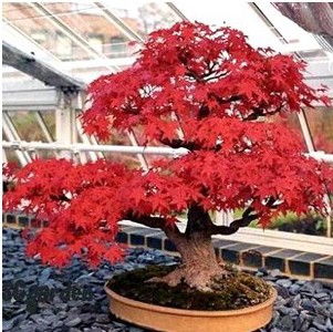 Bordô Japonês: 10 Sementes