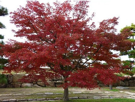 bordo japones 10 sementes 3559 e1496428283459