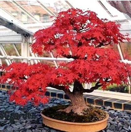 bordo japones 10 sementes 7669 e1496428186190