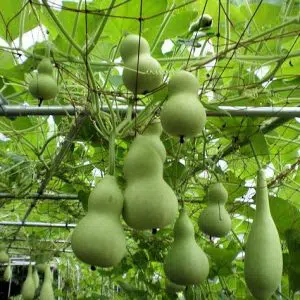 cabaca porongo 10 sementes 1370 e1496432495202