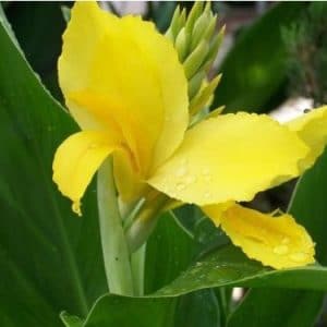 canna indica 1 rizoma 1608 e1496432123238