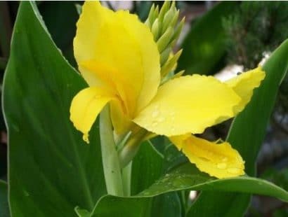 canna indica 1 rizoma 1608 e1496432123238