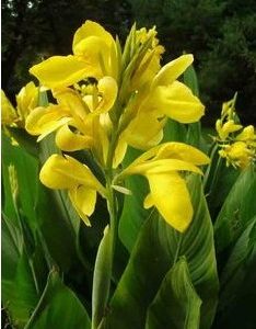 canna indica 1 rizoma 2296 e1496432212706