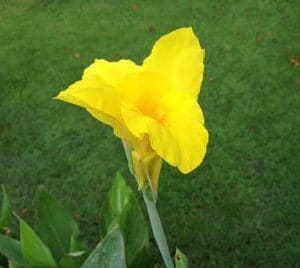 canna indica 1 rizoma 2925 e1496431951204