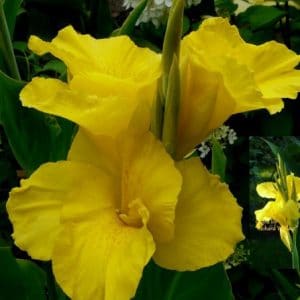 canna indica 1 rizoma 3115 e1496432069838