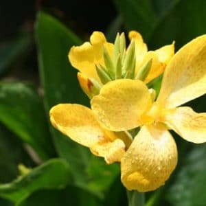 canna indica 1 rizoma 3928 e1496431923390