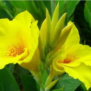 canna indica 1 rizoma 6811 e1496432092597