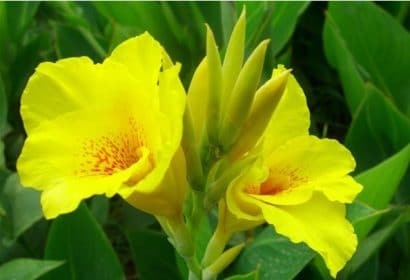 canna indica 1 rizoma 6811 e1496432092597