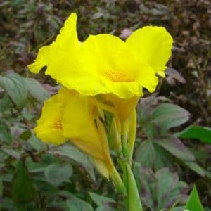 canna indica 1 rizoma 7622 e1496431974143