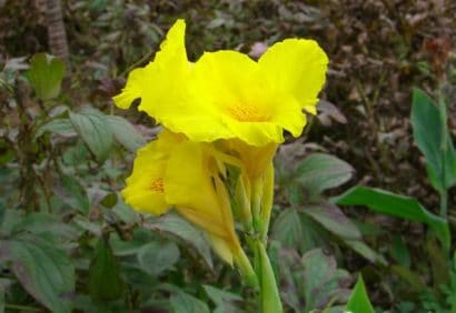 canna indica 1 rizoma 7622 e1496431974143