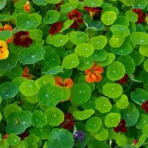 capuchinha ana sortida 15 sementes 2605 e1496765909791