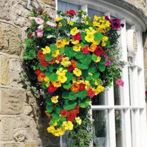 capuchinha ana sortida 15 sementes 4594 e1496765982366