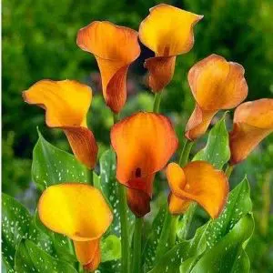 copo de leite coral flame 1 bulbo 7283 e1496431413365