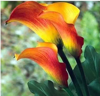 Copo de Leite Coral (Flame): 1 Bulbo