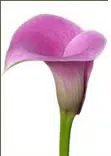copo de leite rosa zant dark eyes 1 bulbo 0000 e1496431240968