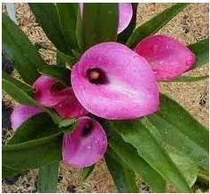 copo de leite rosa zant dark eyes 1 bulbo 1516 e1496431057547