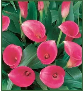 copo de leite rosa zant dark eyes 1 bulbo 3096 e1496431320190
