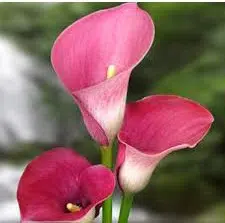 copo de leite rosa zant dark eyes 1 bulbo 7793 e1496431359924