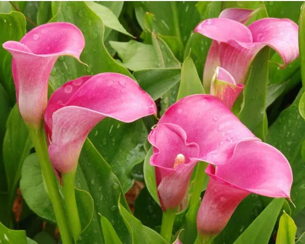 copo de leite rosa zant dark eyes 1 bulbo 8805 e1496431153174