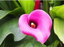 copo de leite rosa zant dark eyes 1 bulbo 8908 e1496431125154