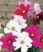 cosmea sortida 15 sementes 0086 e1496628716532