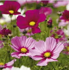 cosmea sortida 15 sementes 1591 e1496628689952