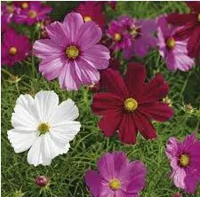 cosmea sortida 15 sementes 1694 e1496628650412