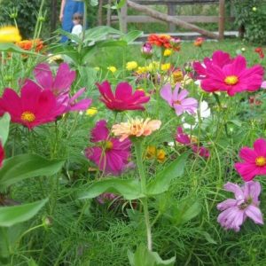 cosmea sortida 15 sementes 2670 e1496628803866