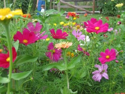 cosmea sortida 15 sementes 2670 e1496628803866