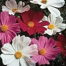 cosmea sortida 15 sementes 3401 e1496628605444